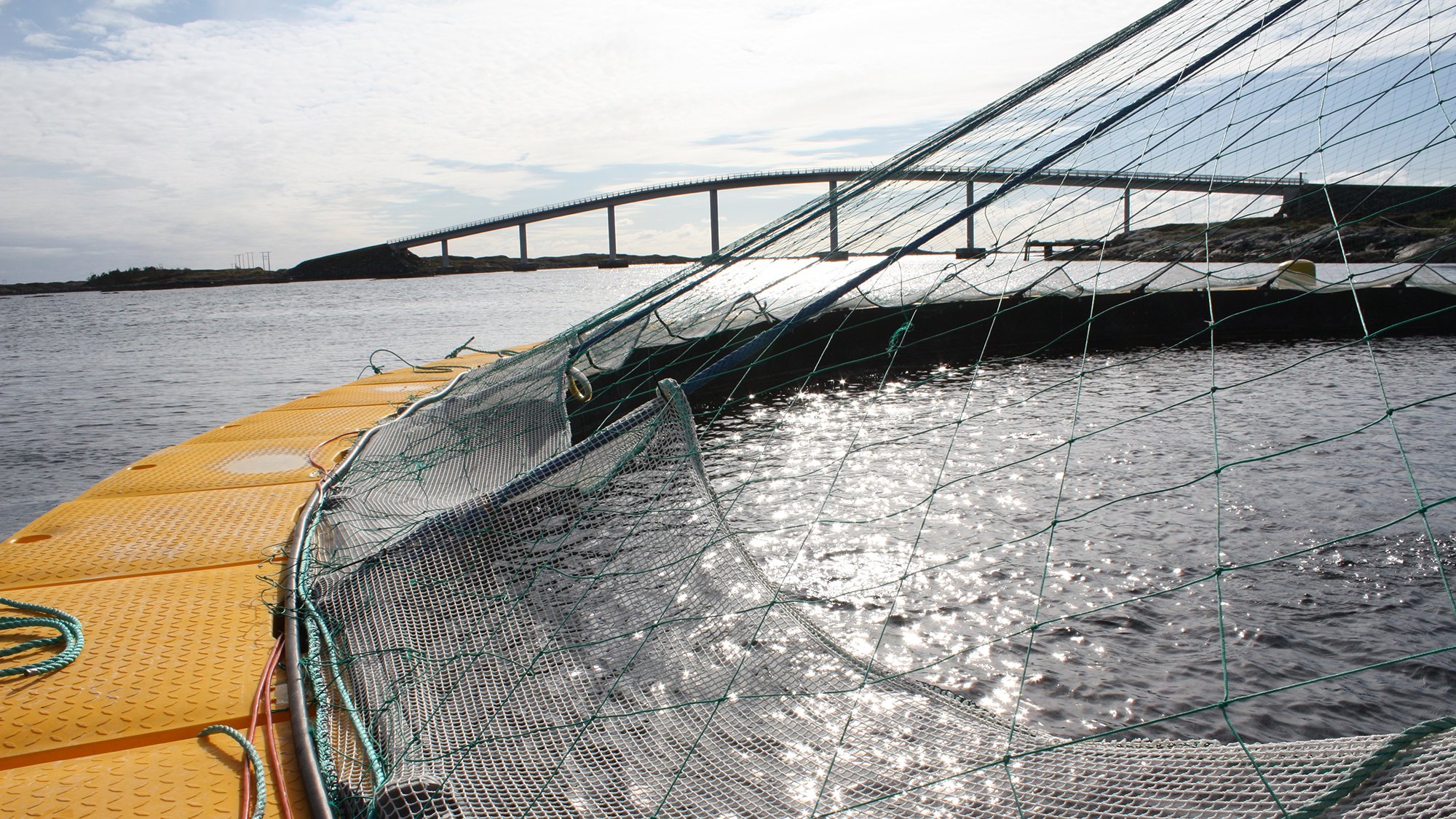 In this week's Featured Aquaculture Photo, we've captured a close